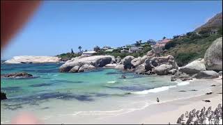 Penguins Meeting In Capetown, South Africa