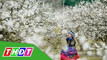 Ngắm sắc hoa mận nở sớm trên cao nguyên Mộc Châu, Sơn La | THDT