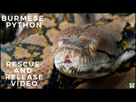 BURMESE PYTHON RESCUE AND RELESE
