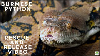BURMESE PYTHON RESCUE AND RELESE