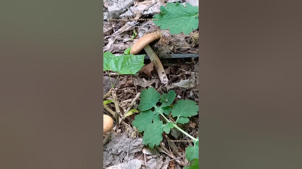 Белые грибы в пятерочке. Гриб баран краснокнижные. Грибы нижний новгород 2024. Грибы нижний новгород 2024. Грибы нижний новгород 2024.