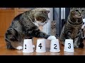 シャッフルゲームとねこ。-Shuffle game and Maru.-