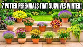 Plant These 7 Lazy Perennials In Pots This OCTOBER — They Come Back Every Year