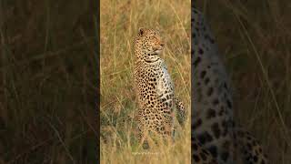 The Powerful Leopard on the Hunt #ytshorts #wildlife #animals #nature #wildanimals #leopard