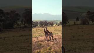 Giraffes only sleep 30 minutes a day… standing up #secrets
