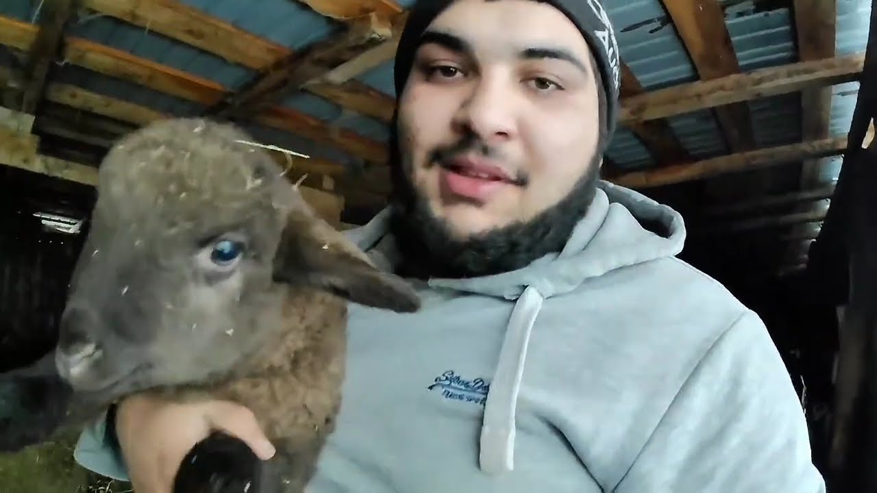 O zi de iarnă la fermă   hrănind  oițele   linistea de la sat