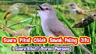 Suara Pikat Burung Ciblek Sawah Paling Ampuh, Durasi Panjang