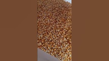 The color sorter separates moldy and spoiled kernels from corn kernels #machine #farming #food