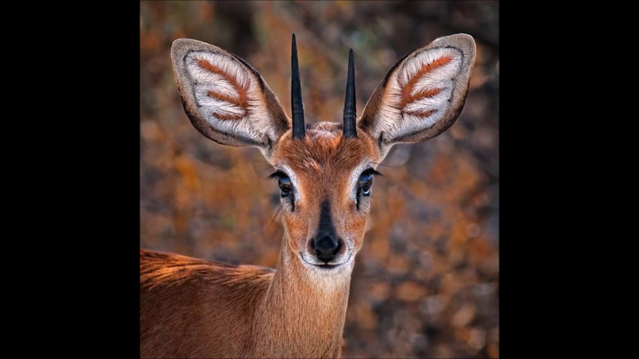 Jacques Salomé - Contes à aimer, contes à s'aimer (2009) #3