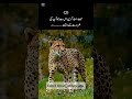 # Tiger Walk # Nature Healing # Quotes # Motivation # Life Lessons # Deep Words # Relaxing Sound #