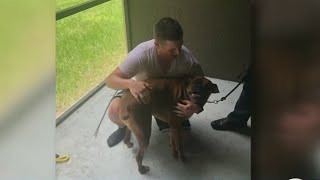 HERO! Hillsborough deputy rescues dog from swampy lake