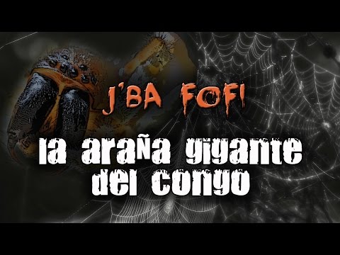 Vídeo: Araña Gigante De Jayba Fofi: El Misterio De Los Bosques Del Congo - Vista Alternativa