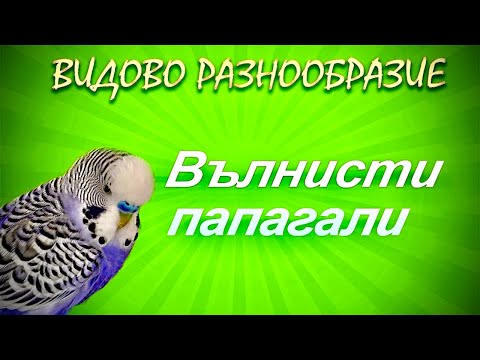 Видео: Колко години вълнистите папагалчета живеят у дома?