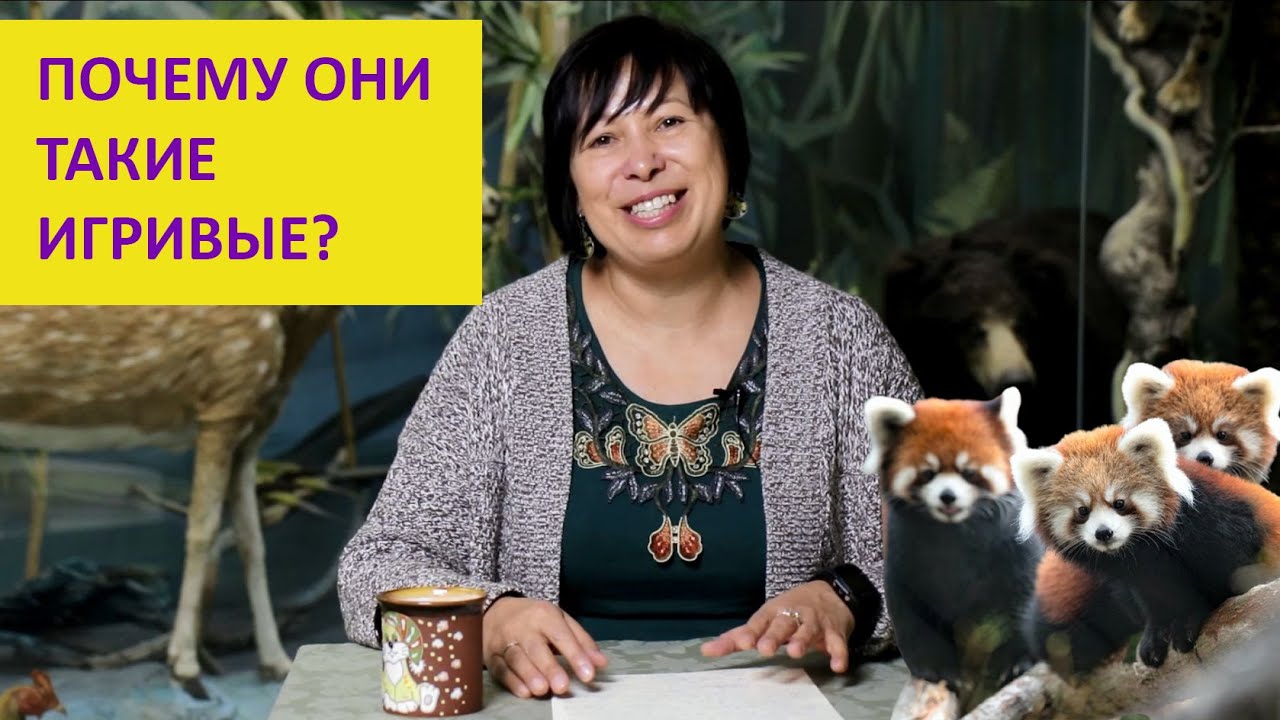 Почему мало животных. Почему мало животных