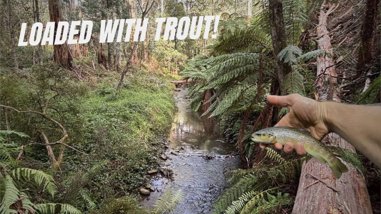 Small Creek Full Of Trout! If Only I Could Catch Em' All…