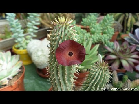 Vídeo: Hoodia Gordonii Plant Info - Quais são os usos e benefícios do Hoodia