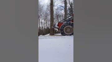 Just needs a little push #logging #treefelling #skidder #shorts