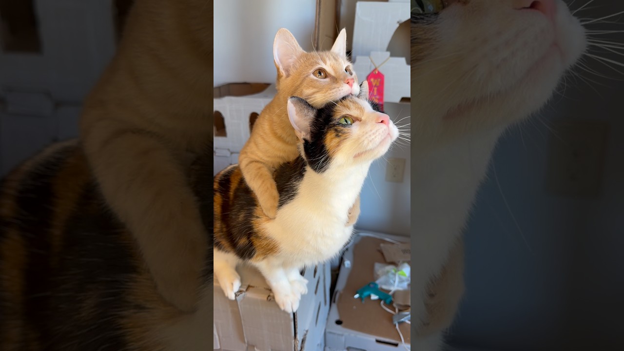 There Are Two Types of Cats…