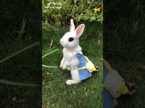 cute-rabbit-whatsapp-status