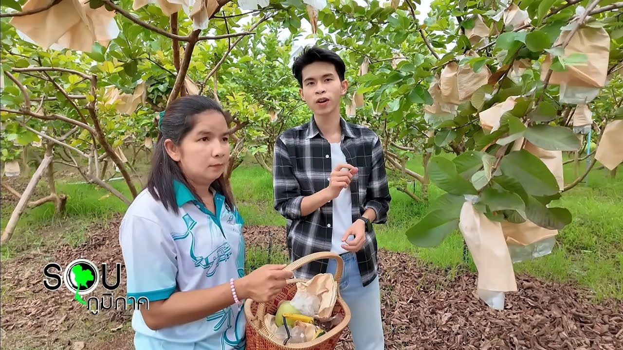 รายการรอบภูมิภาค ฝรั่งหงเปาสือ…ผลไม้เปลี่ยนชีวิต