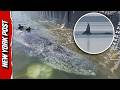 Timmy the Humpback Whale Begins Barge Journey to the North Sea