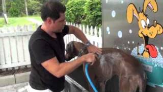 K9000 Dog Wash Demonstration Wash Video