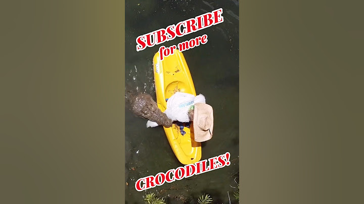 Saltwater crocodile attacks Kayak! #crocodile #attack #shorts