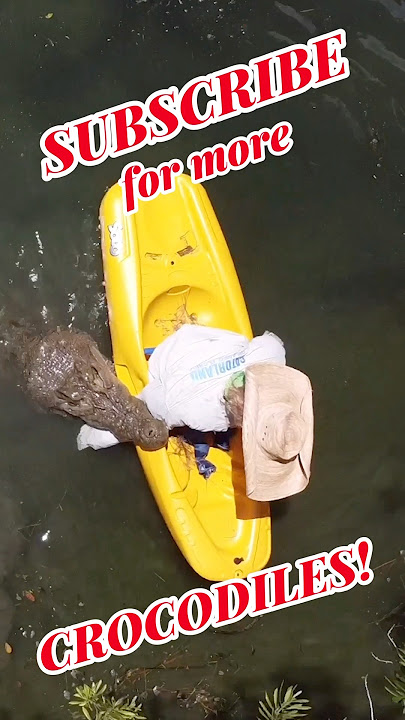 Saltwater crocodile attacks Kayak! #crocodile #attack #shorts