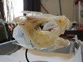 魚の骨格標本をつくろう！！【夏休みの自由研究】