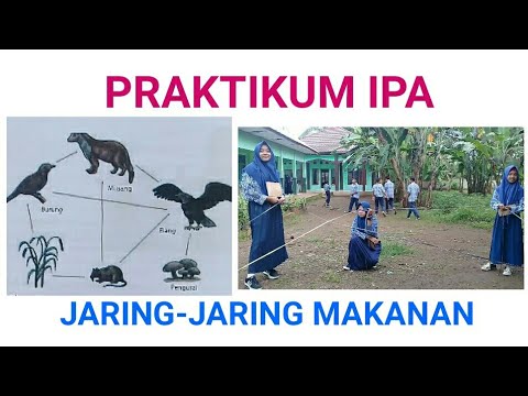 jaring-jaring-makanan/-rantai-makanan