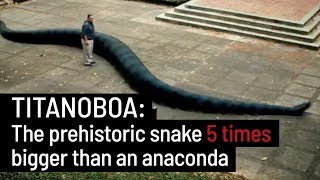 Discovery of the giant snake, Titanoboa - YouTube