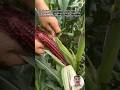 Unboxing the RAREST Purple Corn You’ve Ever Seen! 🌽✨#shorts #purple
