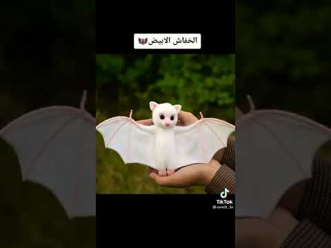 اغرب الحيوانات على وجه الارض