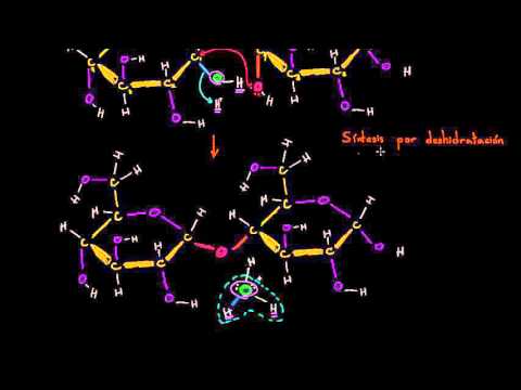 Video: ¿Cómo utiliza el cuerpo la síntesis de deshidratación?