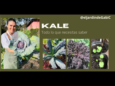 Cultivo de KALE: cómo sembrar, plantar y/o cultivar col rizada en tu huerta orgánica casera