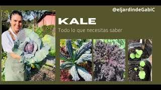 Cómo Cultivar Kale Col Rizada En Casa Fácil Y Paso A Paso