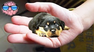 Top 10 SMALLEST DOG BREEDS