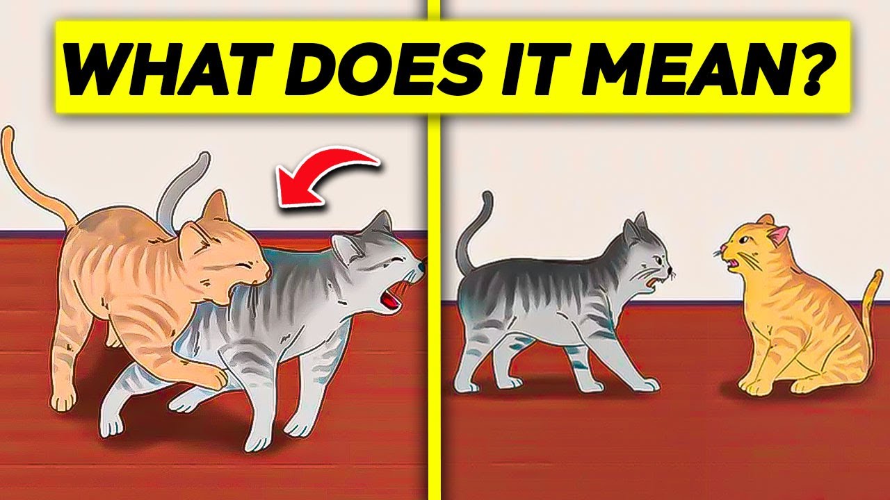 Cat Biting Other Cats - What Does It Mean  How To Stop It