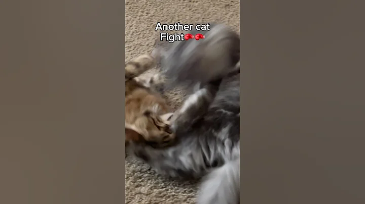 Watch the video about Another cat fight🥊🥊 #catfight #cute #cat #maine #siri #Mainecoons #catlover #cutepet #cutecat