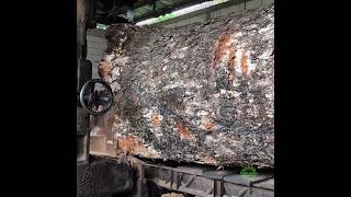 SPECTACULAR trembesi wood‼️sawmill #wood #trembesi #sawblade