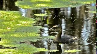 Pied Billed Grebe