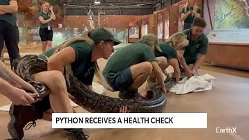 Burmese Python Gets Her Annual Physical | EarthxNews | EarthX