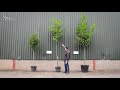 Laurel Trees - Create privacy in your garden with an evergreen screen