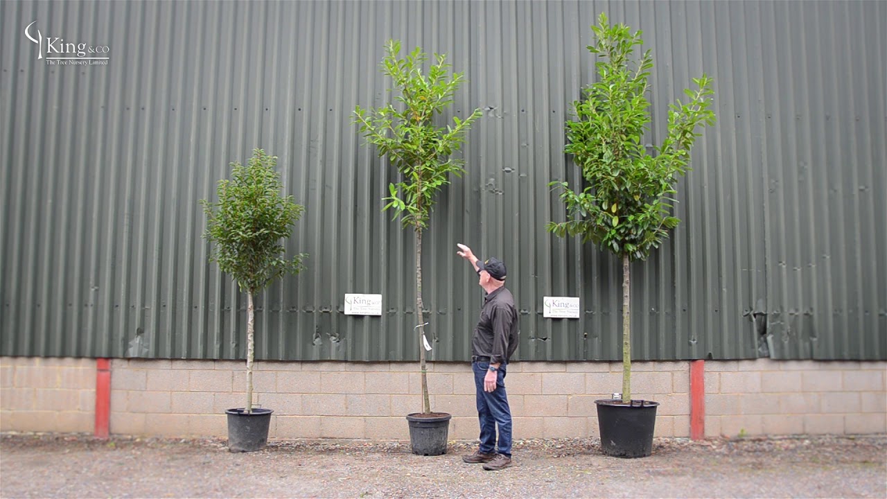 This Crazy Tree Grows 40 Kinds of Fruit | National Geographic