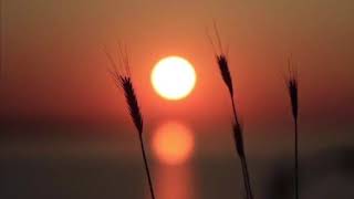 OLVİDO-AHMET MUHİP DRANAS