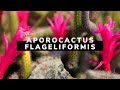 Aporocactus flagelliformis, la pianta grassa soprannominata coda di topo