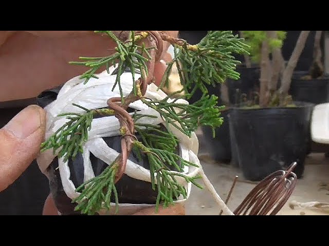 真柏の苗から懸崖ミニ盆栽づくり Youtube