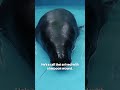 Inside a Jungle Hospital for Manatees #greatbigstory #reallifestory