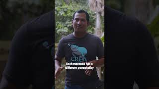 Inside a Jungle Hospital for Manatees #greatbigstory #reallifestory