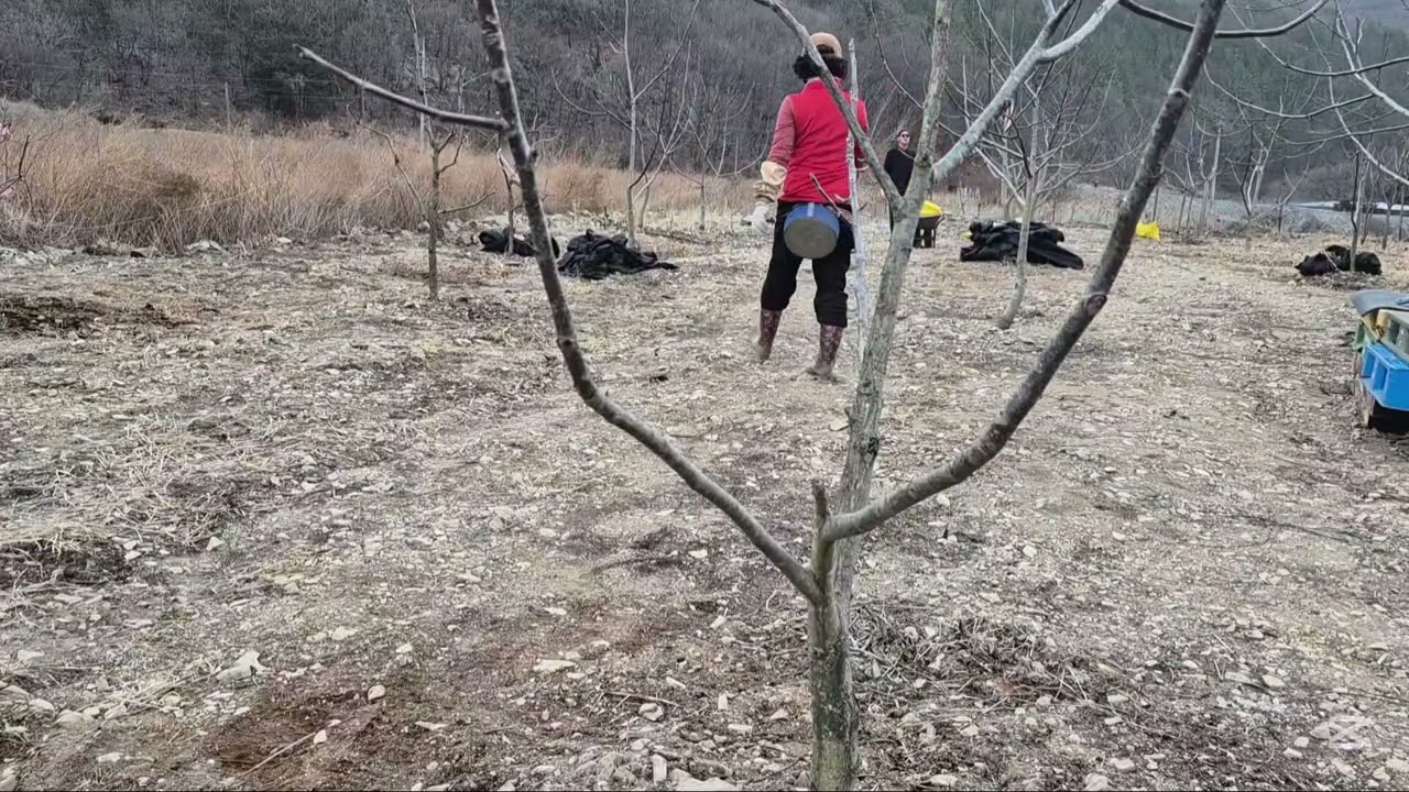 26년2/22일 땀과 보람의 하루기록~~#농막정리 #가시오가피 #호두나무 #퇴비작업 #포크레인작업 #텃밭가꾸기 #농장일상 #자연과함께 #시골일상 #일상기록